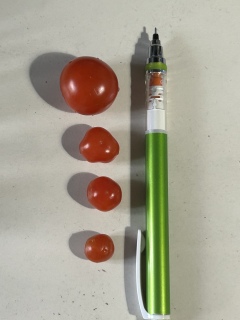 トマト収穫🍅
